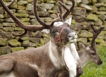 reindeer-2393844_1920